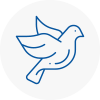 Bird Prevention Caldicot