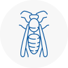 Caldicot Wasp Nest Removal